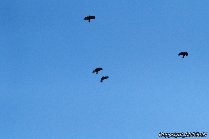 batch_IMGP99990229 (435)IMGP99990209.JPG