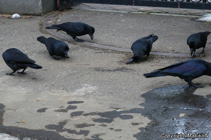 batch_IMGP05710210 (15).JPG