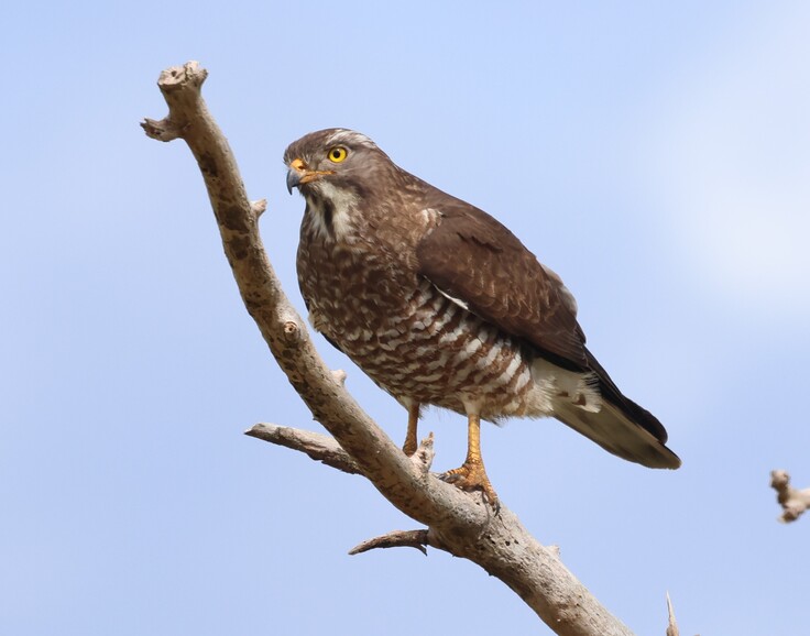 奄美大島で越冬しているサシバ
