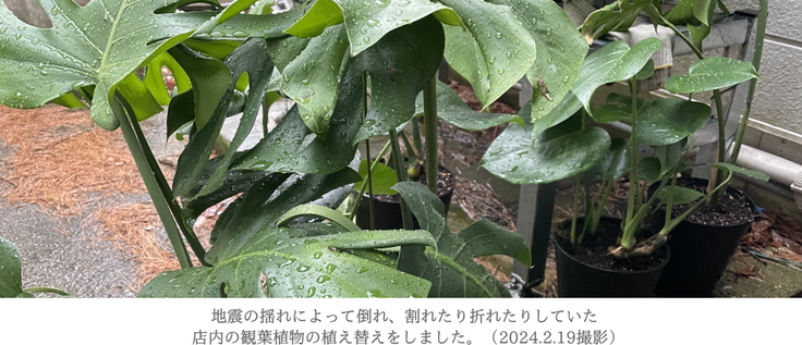地震で倒れ、割れたり折れたりしていた鉢植えを植え替え