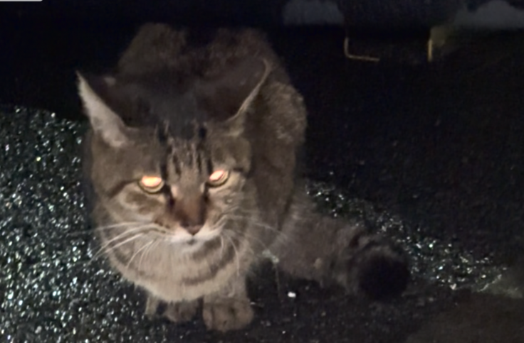 スクリーンショット 2024-02-27 0.25.50.png