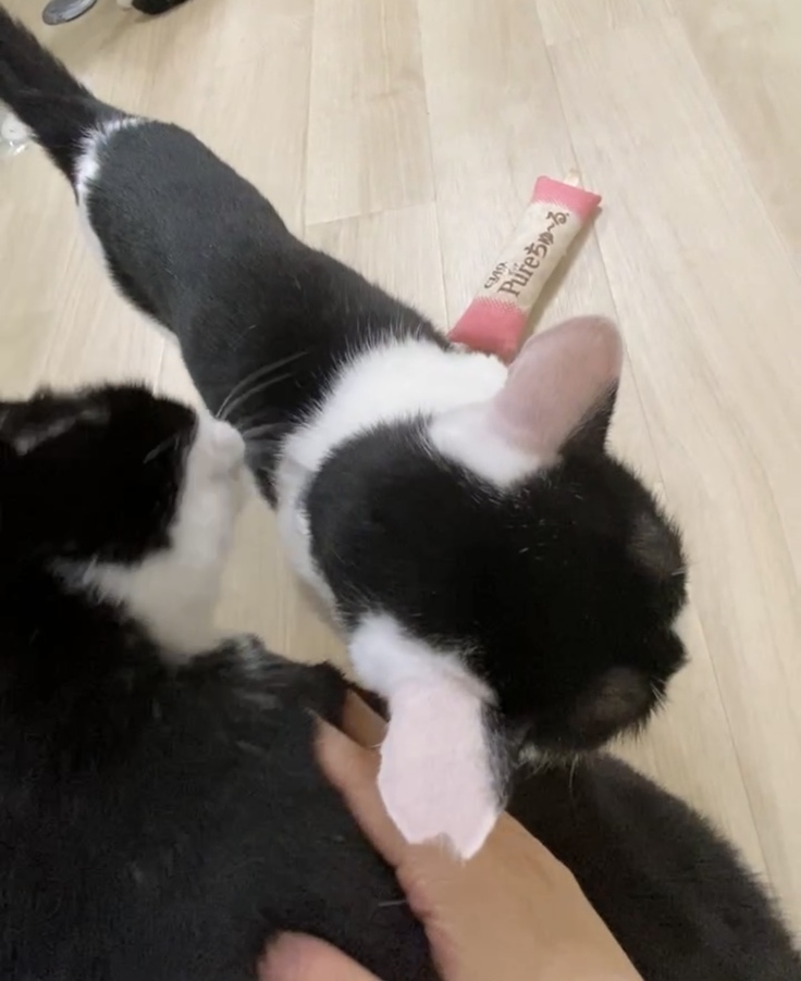 肺炎により退院後