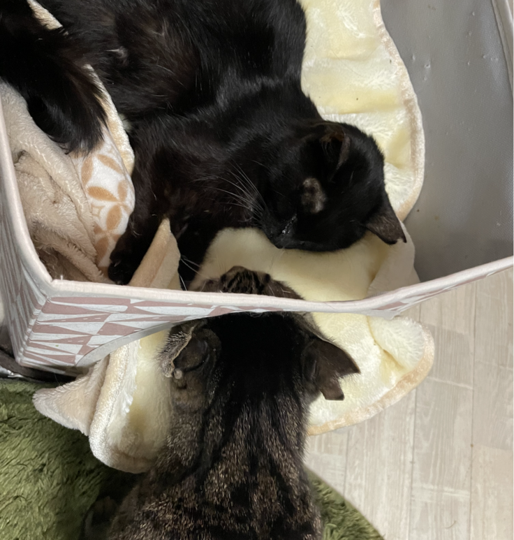 スクリーンショット 2024-03-02 23.31.04.png