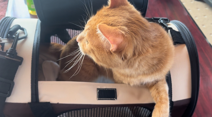 家に帰ってきて一安心のトラちゃん