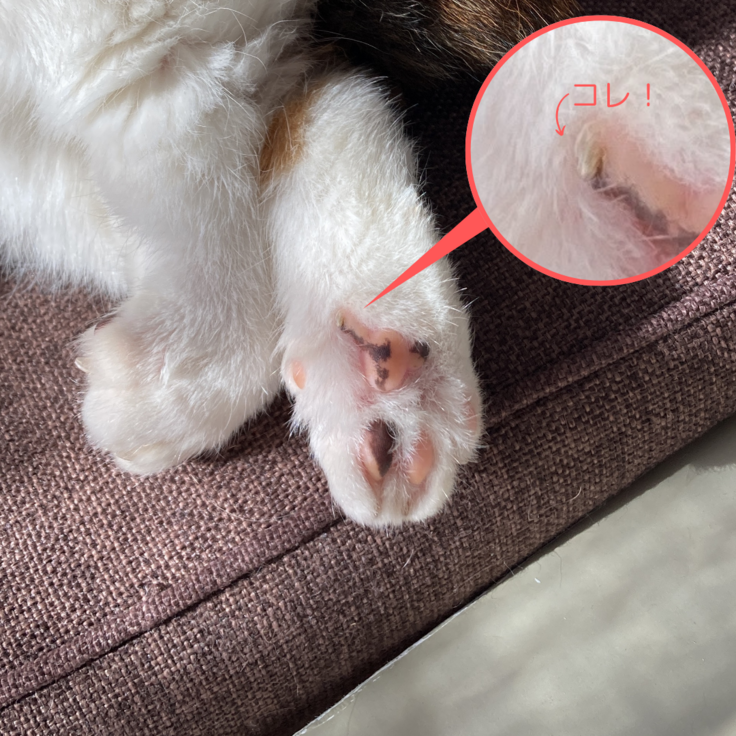 ミニーの足の裏