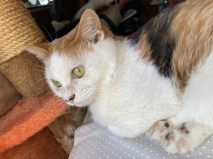 日向ぼっこするミニー