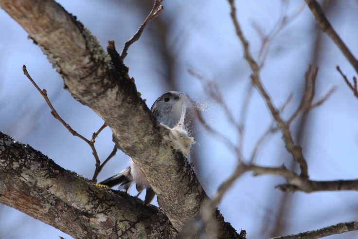 エナガ　巣材集め