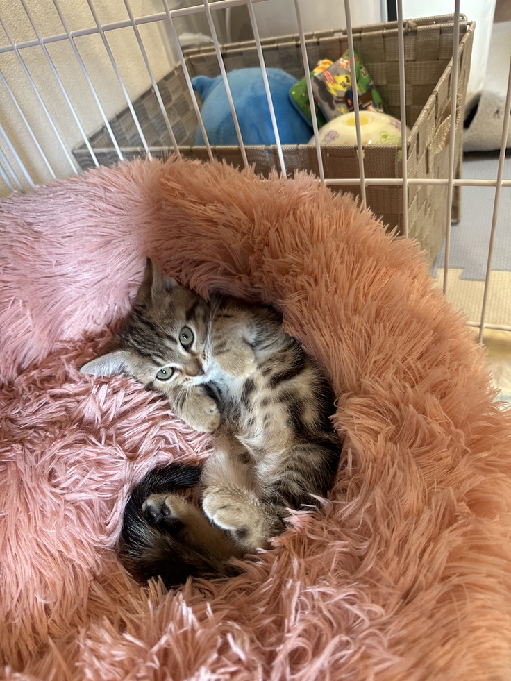 我が家にやってきた当日のみかん🍊