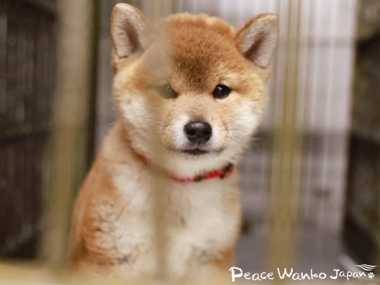 動物愛護センターに収容されていた赤い首輪をつけていた柴の子犬