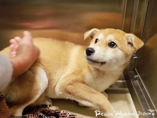 人になでられるが初めてなので、警戒している野犬の子。