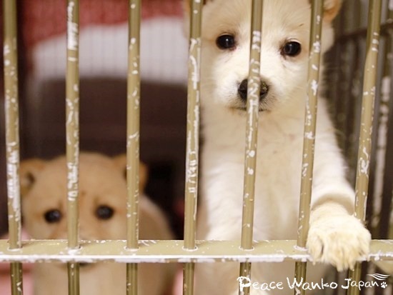 スタッフに近寄ってきてくれた野犬の子犬