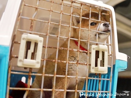 雪が積もる溝に捨てられ、足の裏がしもやけになっていた柴の子犬