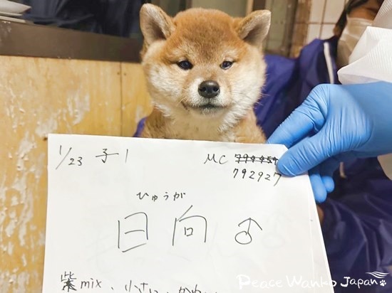 ピースワンコで「日向（ひゅうが）」と名付けられた柴の子犬