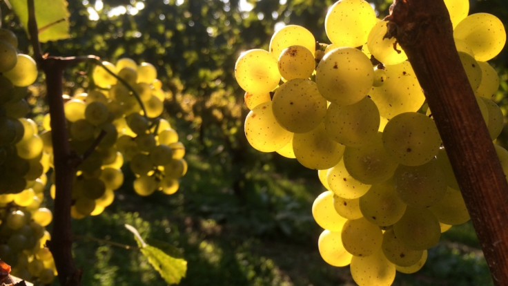 シャルドネ写真