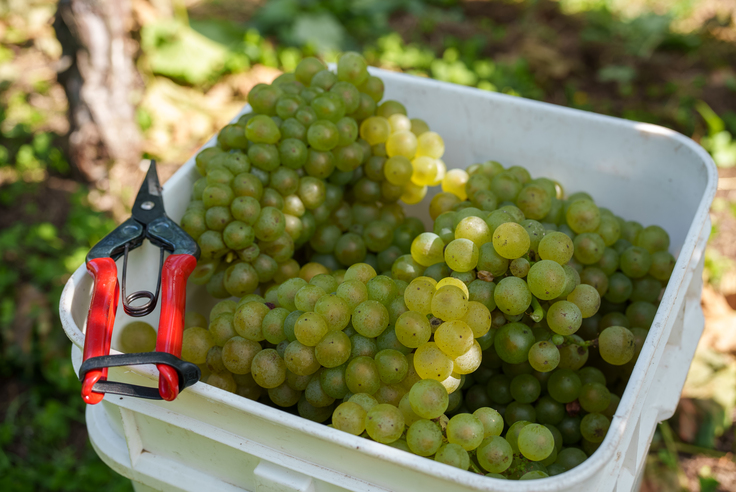 シャルドネ収穫