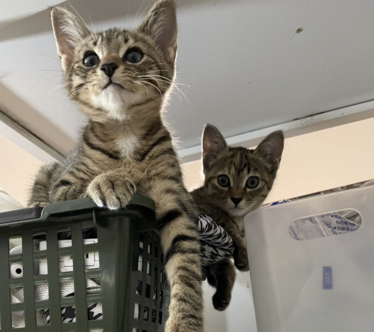 スクリーンショット 2024-03-22 22.03.21.png