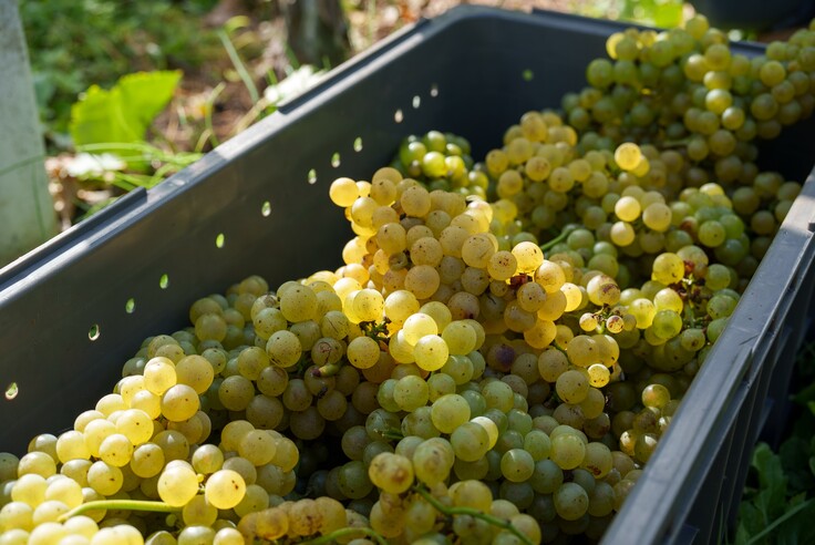 シャルドネ_cd06