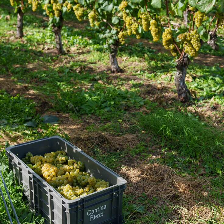 シャルドネ_cd05