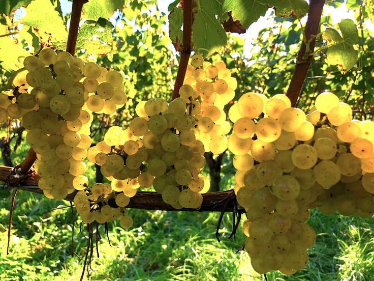 シャルドネ_cd04