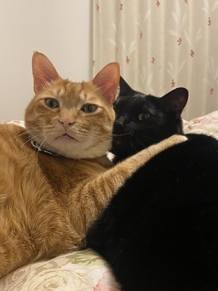 茶トラ『こっぺ』と黒猫『ぎん』