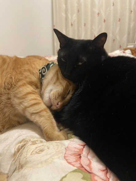 茶トラ『こっぺ』と黒猫『ぎん』