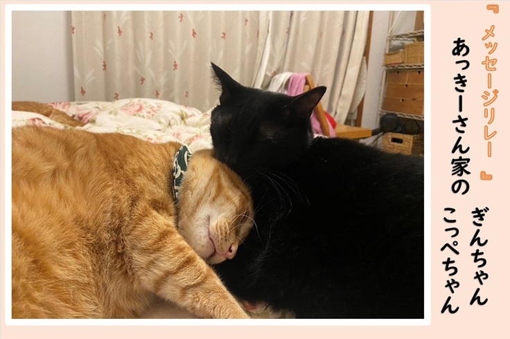 茶トラ『こっぺ』と黒猫『ぎん』