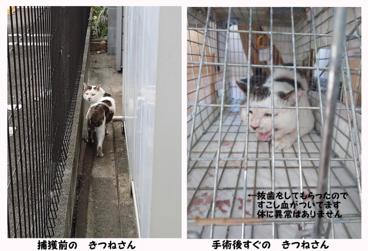 きつねさん　捕獲前