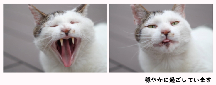 きつねさん　まったり