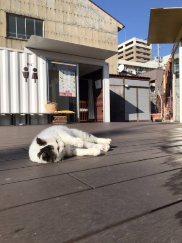 コンテナ前でくつろぐきつねさん