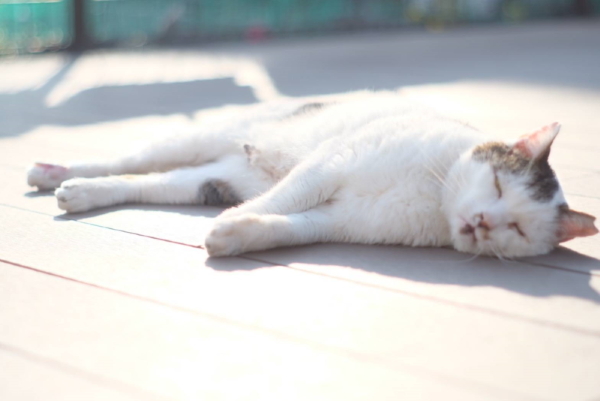 まったり　きつねさん