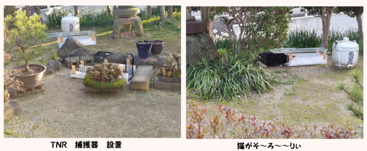 TNR捕獲中