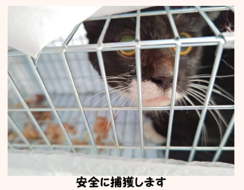 捕獲された猫