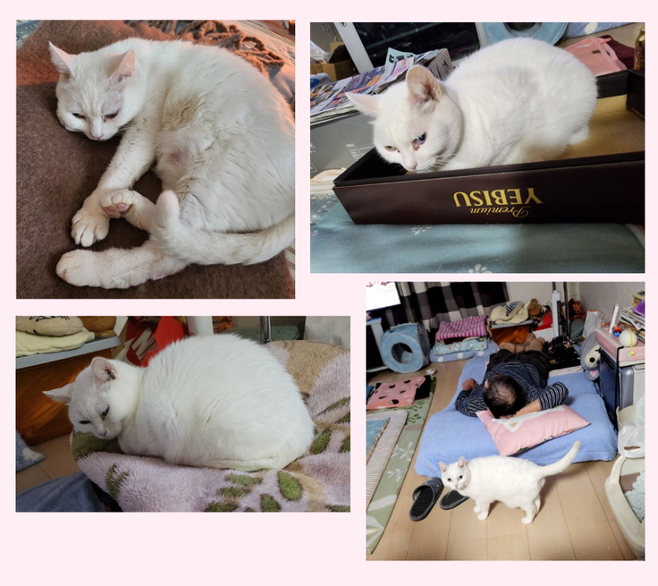 あまえるミーさん