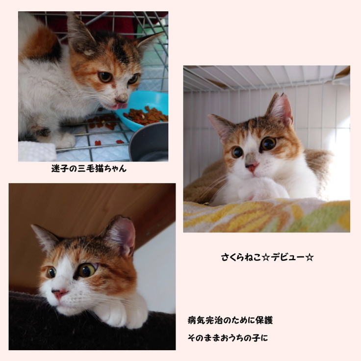 三毛猫ちゃん　さくらねこ　おうちのこ