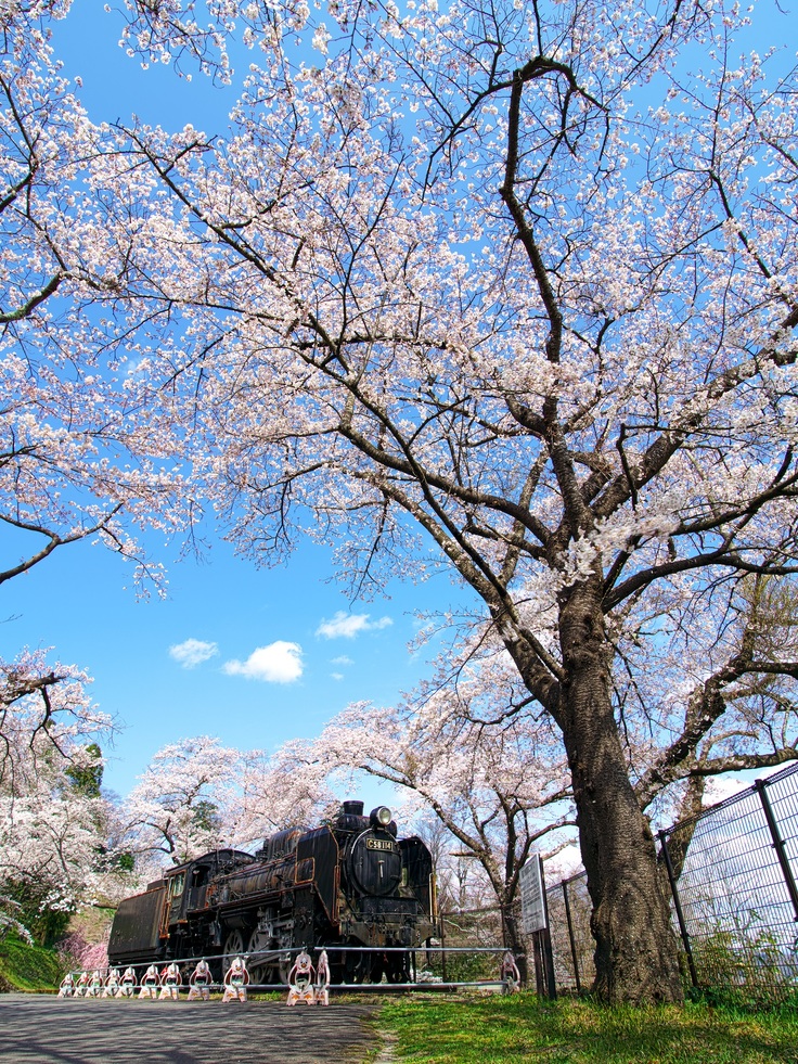 桜咲く城山公園とSL