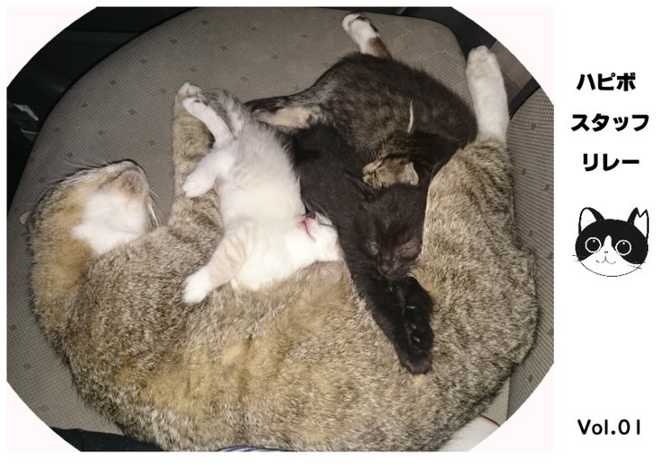 みーちゃんと子猫