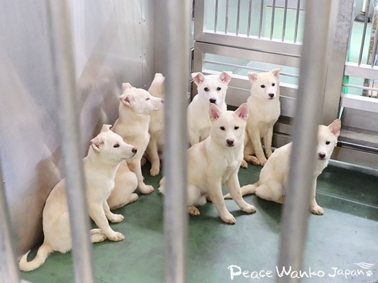 優しい奇麗な瞳をしている野犬たち