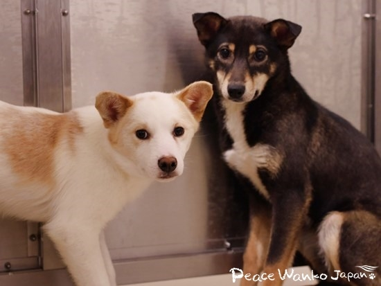 初めて人間の施設に入れられて不安そうにしている野犬の兄弟