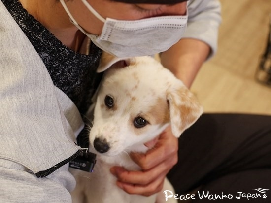 耳が聞こえない野犬の子犬