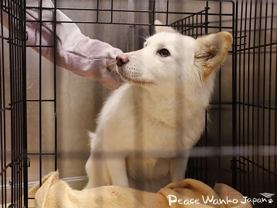 人の手の温かさを始めて知った野犬の子