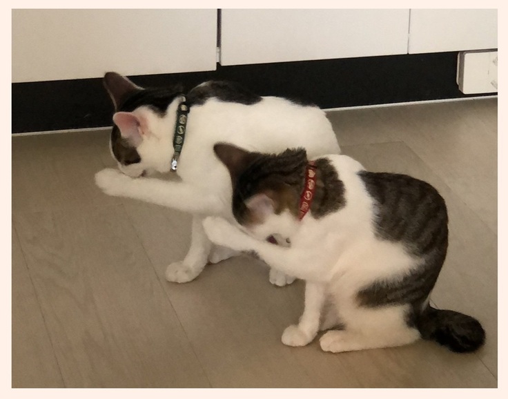 おはぎ＆おしるこ