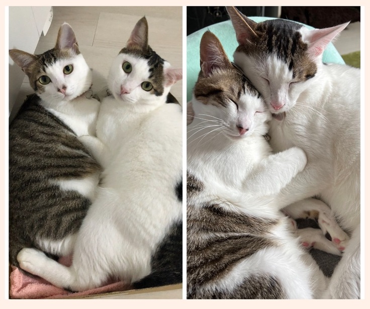 おはぎ＆おしるこ