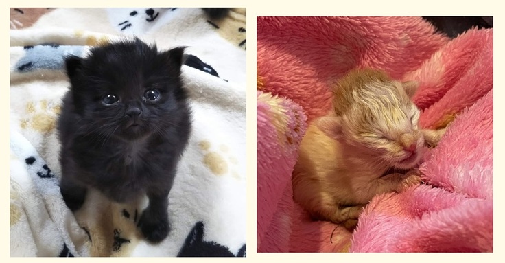 子猫　乳飲み子