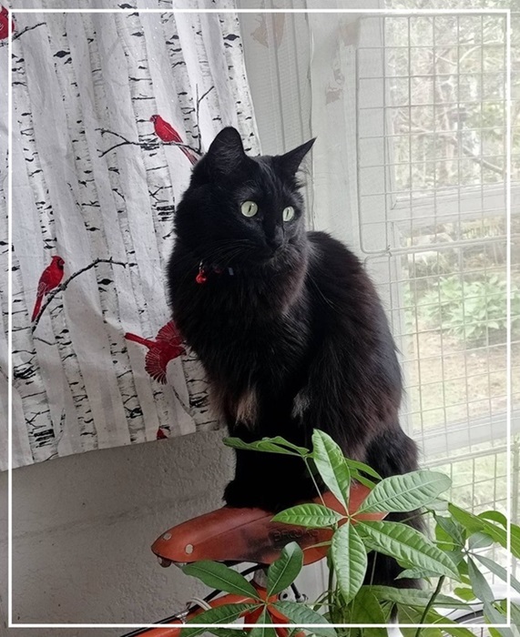 瑠璃ちゃん　長毛黒猫