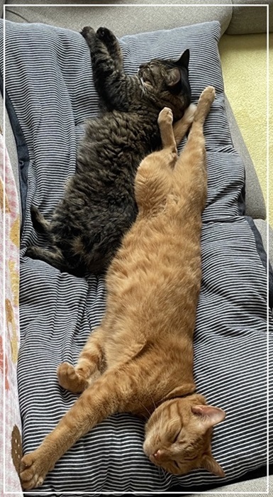 タマちゃん　長毛キジ猫