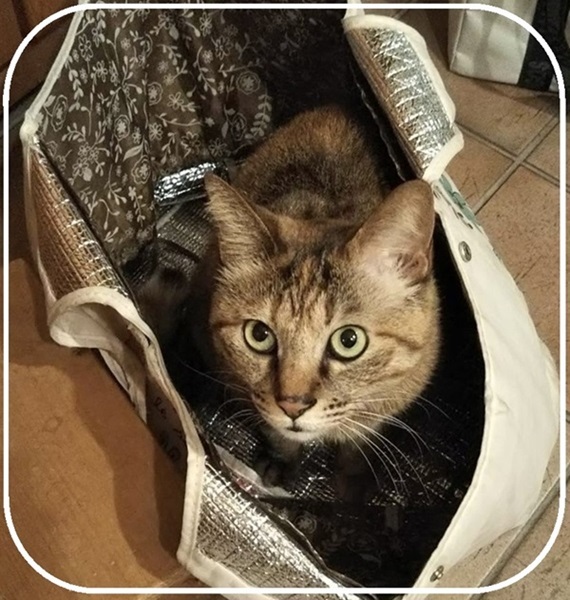 スタッフ　おうちの子