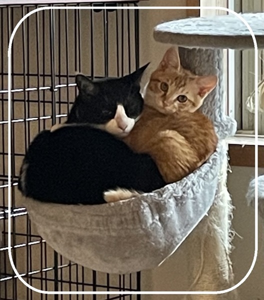 スタッフ　おうちの子