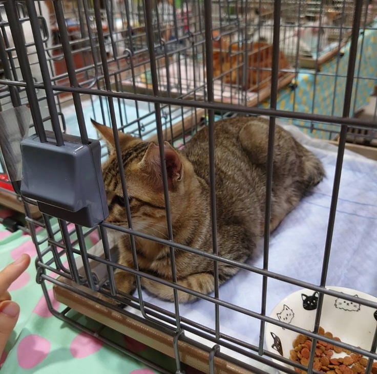 鉄火ちゃん　譲渡会