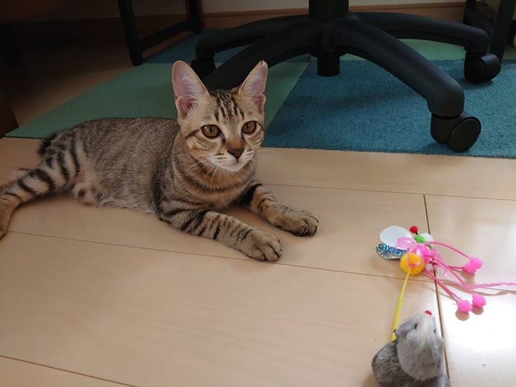 鉄火ちゃん　おうちへ