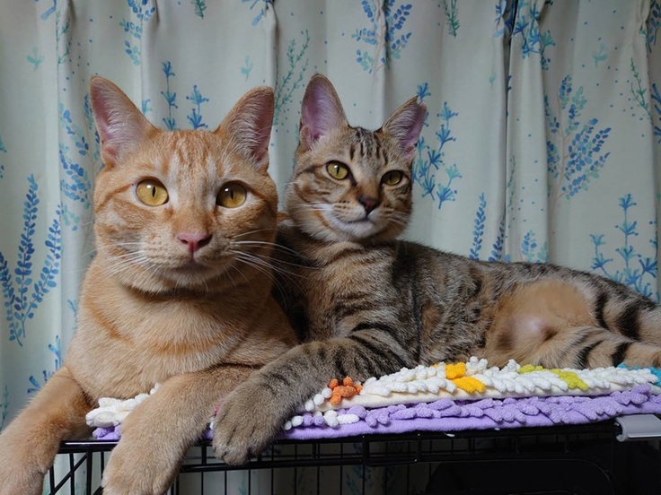 鉄火ちゃん　仲良し